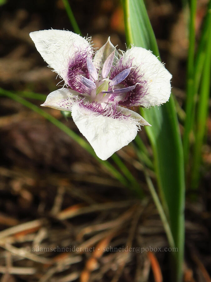elegant mariposa lily (Calochortus elegans) [Forest Road 4304, Umatilla National Forest, Asotin County, Washington]