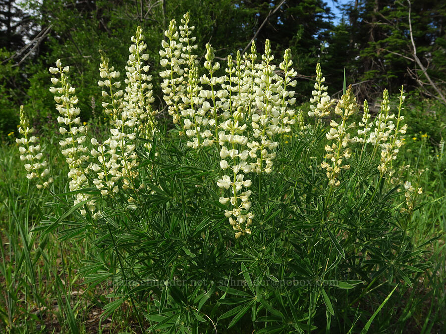 white sulphur lupines (Lupinus sulphureus ssp. sulphureus) [Forest Road 4304, Umatilla National Forest, Asotin County, Washington]