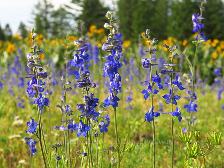 meadow larkspur (Delphinium distichum) [Forest Road 4304, Umatilla National Forest, Asotin County, Washington]