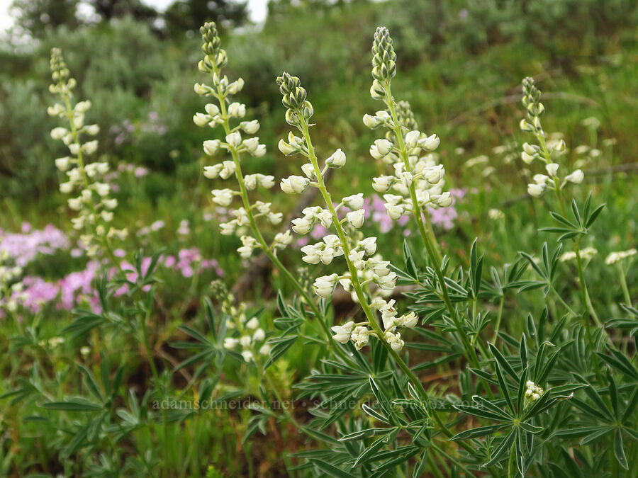 white sulphur lupines (Lupinus sulphureus ssp. sulphureus) [Forest Road 43, Umatilla National Forest, Asotin County, Washington]