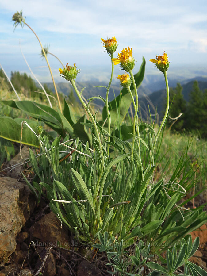 not-very-woolly goldenweed (Stenotus lanuginosus (Haplopappus lanuginosus)) [Forest Road 43, Umatilla National Forest, Asotin County, Washington]
