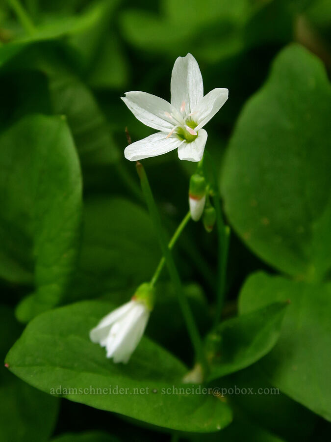 heart-leaf spring-beauty (Claytonia cordifolia (Montia cordifolia)) [Wickiup Spring, Umatilla National Forest, Garfield County, Washington]