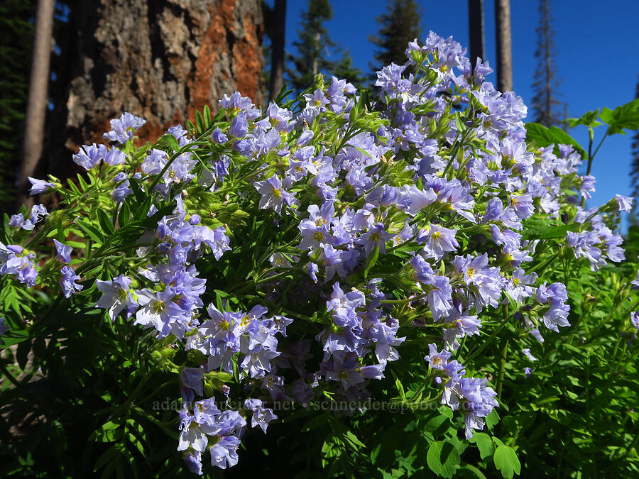 California Jacob's-ladder (Polemonium californicum) [Wickiup Campground, Umatilla National Forest, Garfield County, Washington]