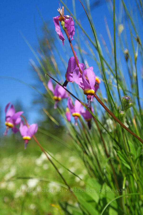 desert shooting stars (Dodecatheon conjugens (Primula conjugens)) [Wickiup Campground, Umatilla National Forest, Garfield County, Washington]