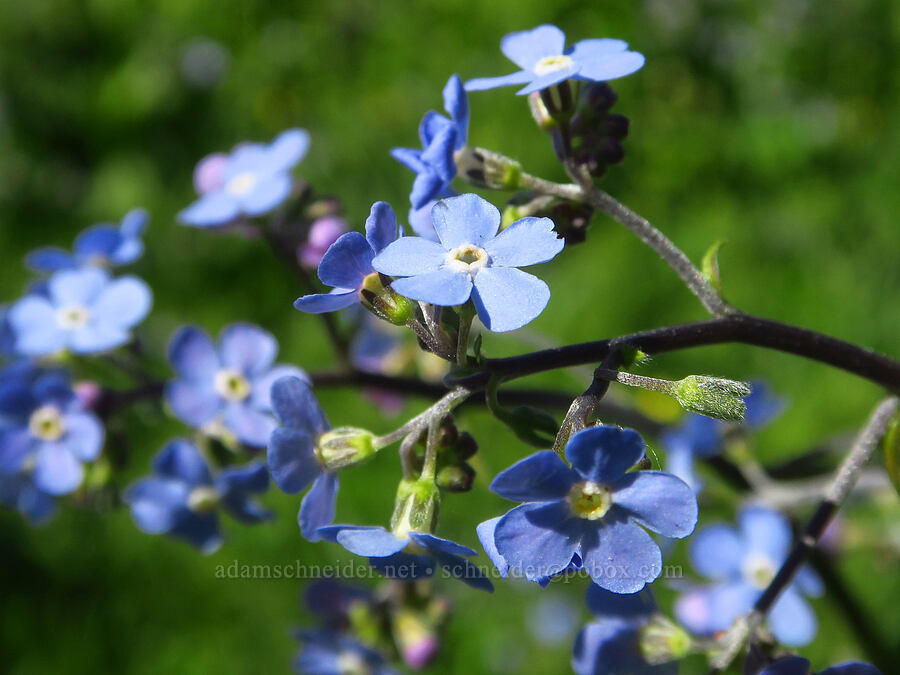 blue stickseed (Hackelia micrantha (Hackelia jessicae)) [Wickiup Campground, Umatilla National Forest, Garfield County, Washington]