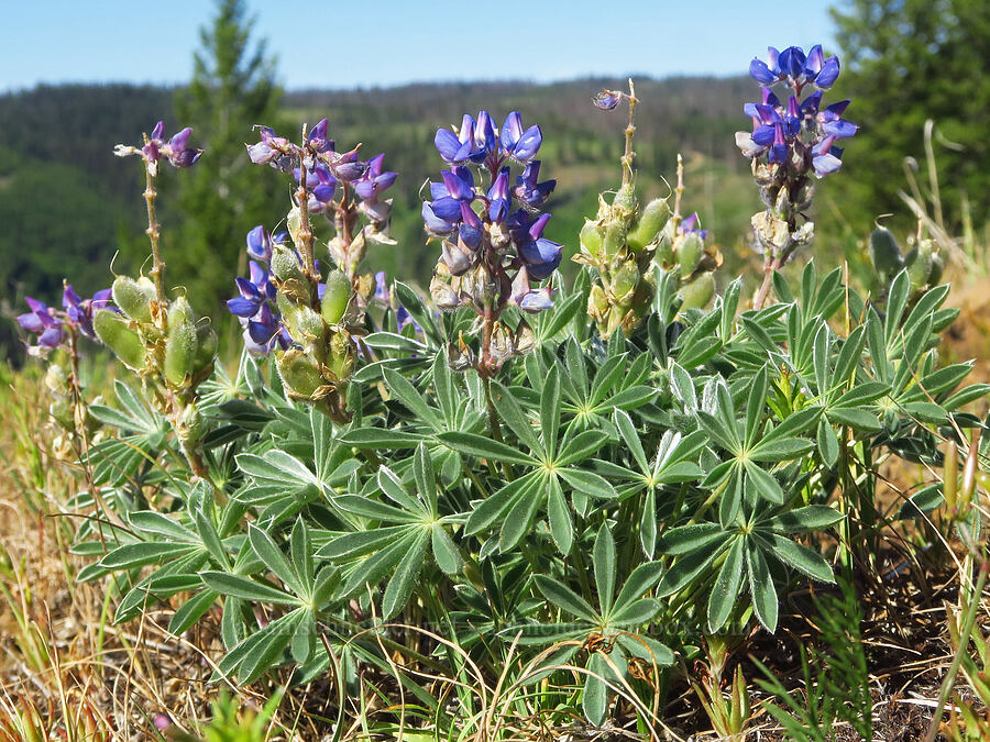 low lupine (Lupinus lepidus) [Forest Road 44, Umatilla National Forest, Garfield County, Washington]