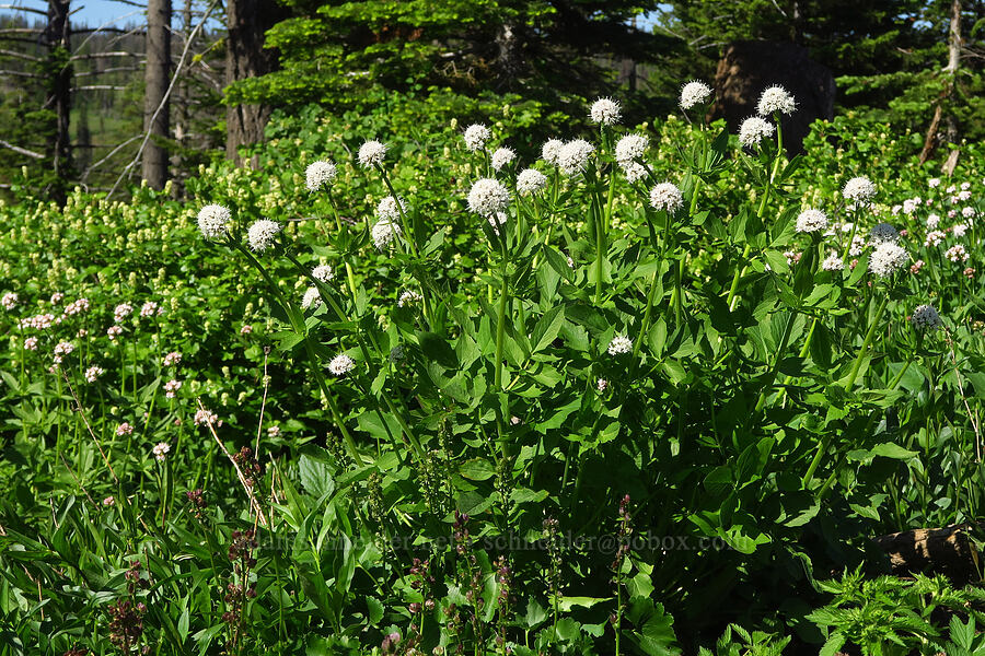Sitka valerian (Valeriana sitchensis) [Forest Road 44, Umatilla National Forest, Garfield County, Washington]