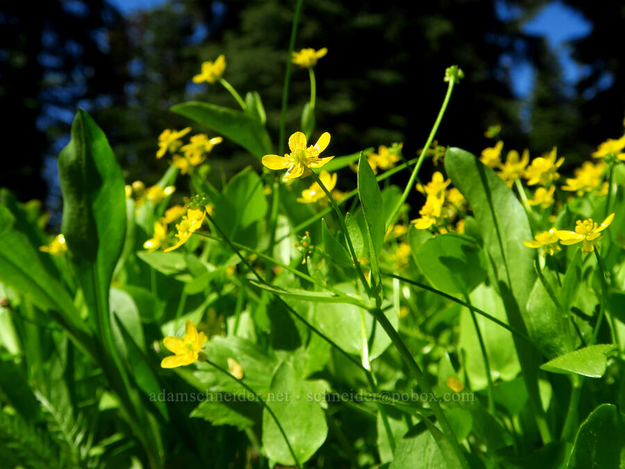 mountain buttercups (Ranunculus populago) [Misery Campground, Umatilla National Forest, Garfield County, Washington]