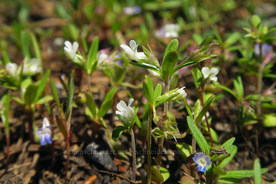 white blue-eyed-Mary (Collinsia parviflora) [Mount Misery Trail, Umatilla National Forest, Garfield County, Washington]