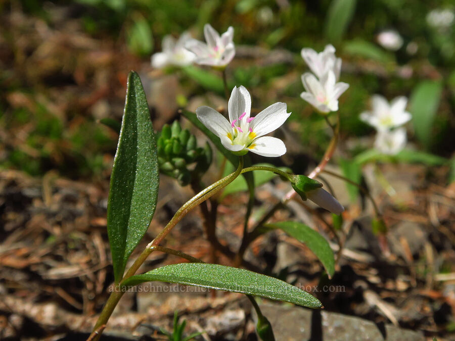 lance-leaf spring-beauty (Claytonia lanceolata) [Diamond Peak, Wenaha-Tucannon Wilderness, Garfield County, Washington]