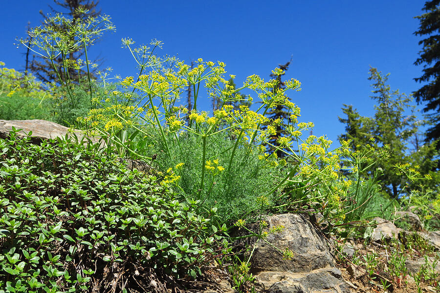 pungent desert parsley (Lomatium papilioniferum (Lomatium grayi)) [Diamond Peak, Wenaha-Tucannon Wilderness, Garfield County, Washington]