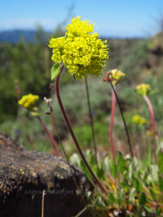 Piper's golden buckwheat (Eriogonum flavum var. piperi) [Diamond Peak, Wenaha-Tucannon Wilderness, Garfield County, Washington]