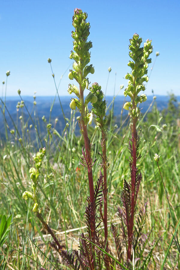 coiled-beak lousewort (Pedicularis contorta) [Diamond Peak, Wenaha-Tucannon Wilderness, Garfield County, Washington]