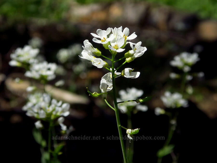 alpine penny-cress (Noccaea fendleri ssp. glauca (Thlaspi fendleri var. glaucum)) [Diamond Peak, Wenaha-Tucannon Wilderness, Garfield County, Washington]