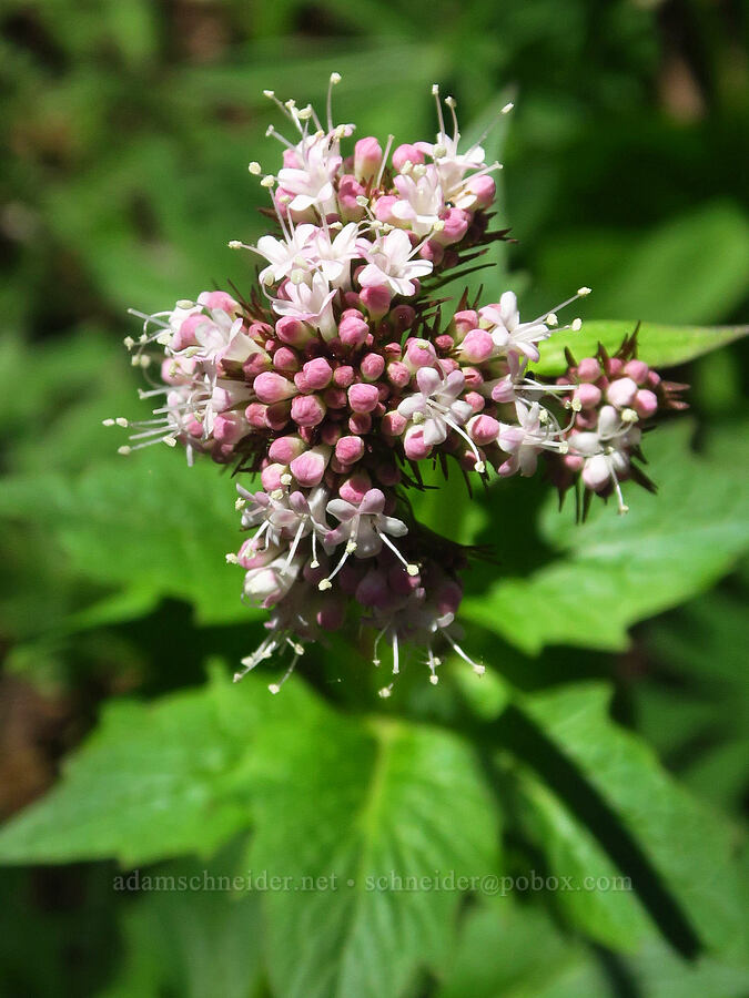 Sitka valerian (Valeriana sitchensis) [Mount Misery Trail, Wenaha-Tucannon Wilderness, Garfield County, Washington]