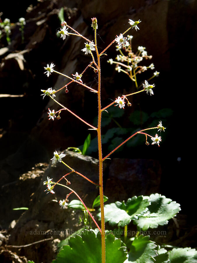 Mertens' saxifrage (Saxifraga mertensiana) [Forest Road 4030, Umatilla National Forest, Garfield County, Washington]
