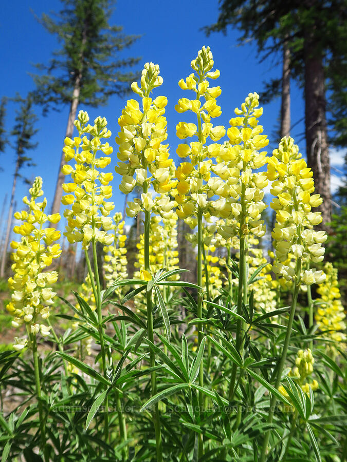 yellow sulphur lupines (Lupinus sulphureus ssp. sulphureus) [Forest Road 40, Umatilla National Forest, Garfield County, Washington]