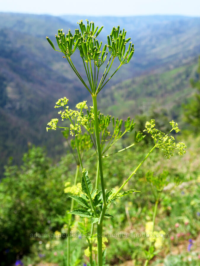 western sweet-cicely, going to seed (Osmorhiza occidentalis) [Sunset Point, Umatilla National Forest, Garfield County, Washington]