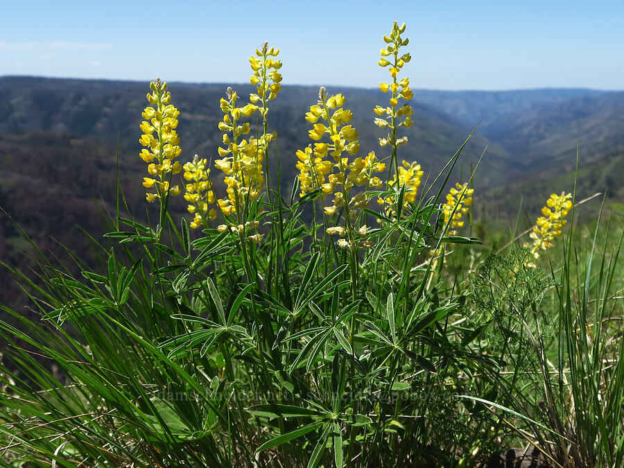 yellow sulphur lupines (Lupinus sulphureus ssp. sulphureus) [Sunset Point, Umatilla National Forest, Garfield County, Washington]