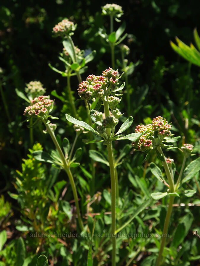 parsnip-flower buckwheat (Eriogonum heracleoides) [Sunset Point, Umatilla National Forest, Garfield County, Washington]