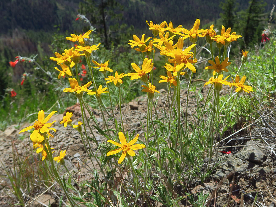 Oregon sunshine (Eriophyllum lanatum) [Forest Road 40, Umatilla National Forest, Garfield County, Washington]
