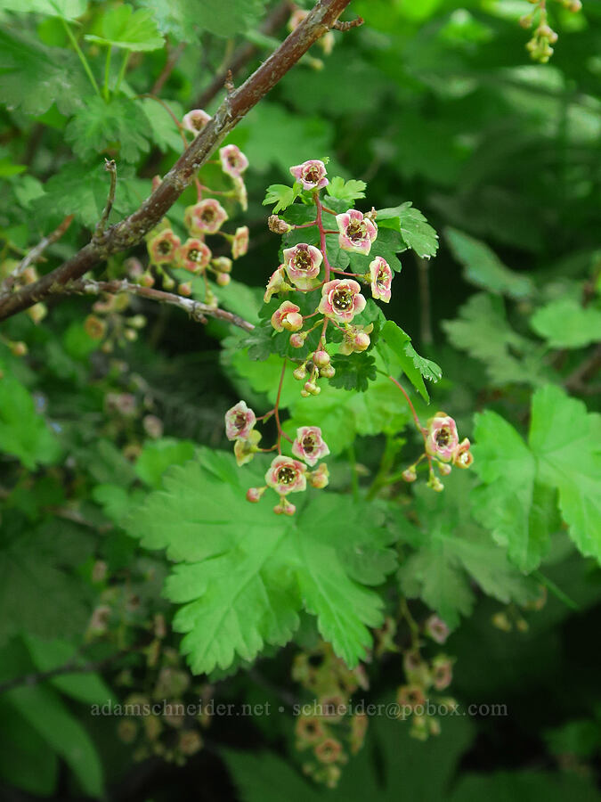 swamp currant flowers (Ribes lacustre) [Forest Road 40, Umatilla National Forest, Garfield County, Washington]