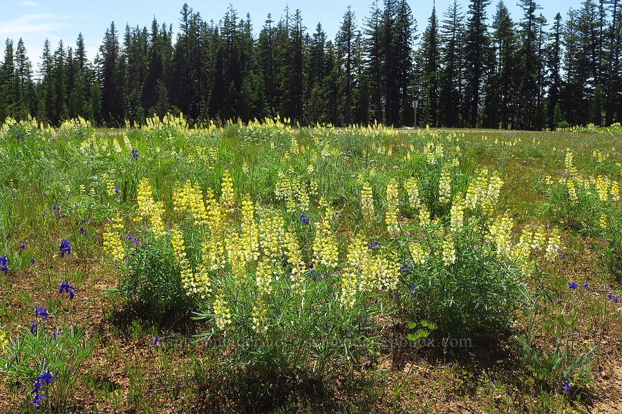 yellow sulphur lupines (Lupinus sulphureus ssp. sulphureus) [Forest Road 42, Umatilla National Forest, Garfield County, Washington]