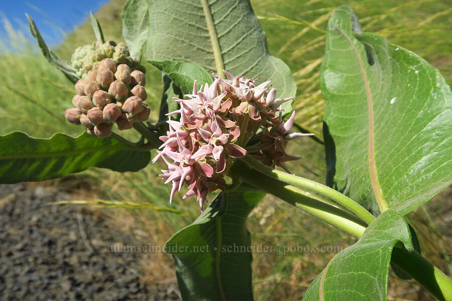 showy milkweed (Asclepias speciosa) [Blind Grade Road, Garfield County, Washington]