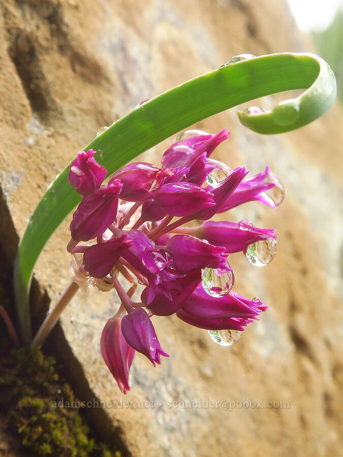 onion & raindrops (Allium sp.) [Gunsight-Humbug Ridge, Klamath National Forest, Siskiyou County, California]