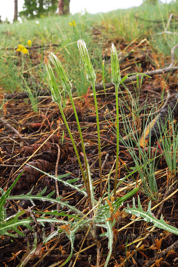 spear-leaf agoseris, going to seed (Agoseris retrorsa) [Gunsight-Humbug Ridge, Klamath National Forest, Siskiyou County, California]