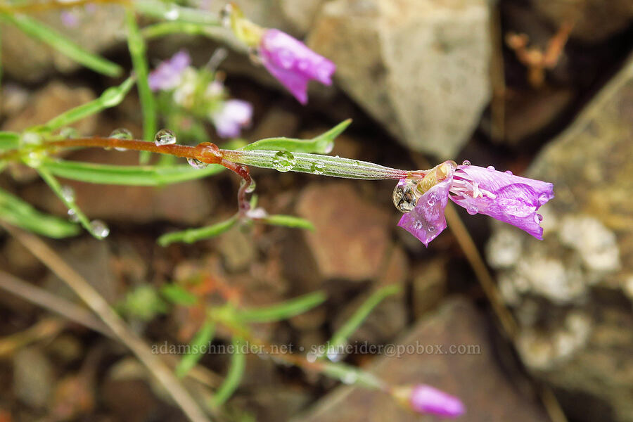 Lassen clarkia (Clarkia lassenensis) [Gunsight-Humbug Ridge, Klamath National Forest, Siskiyou County, California]