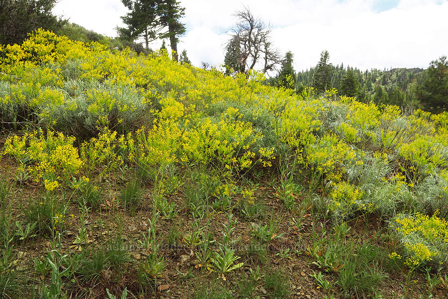 dyer's woad (Isatis tinctoria) [Gunsight-Humbug Ridge, Klamath National Forest, Siskiyou County, California]