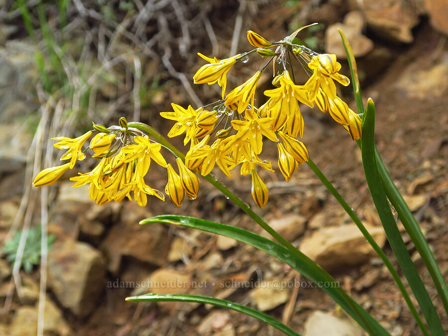 yellow triplet-lily (Triteleia crocea (Brodiaea crocea)) [Gunsight-Humbug Ridge, Klamath National Forest, Siskiyou County, California]