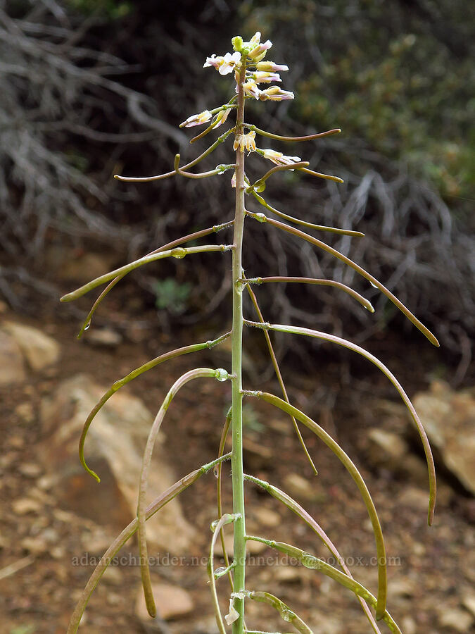 few-flowered rock-cress, going to seed (Boechera pauciflora (Arabis sparsiflora)) [Gunsight-Humbug Ridge, Klamath National Forest, Siskiyou County, California]