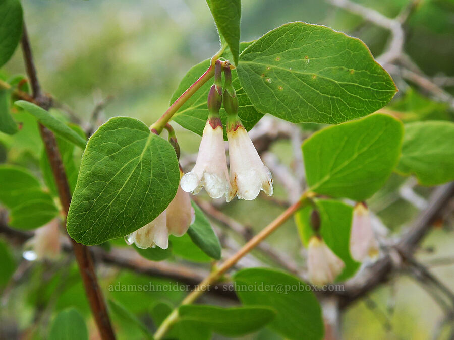 mountain snowberry (Symphoricarpos rotundifolius) [Gunsight-Humbug Ridge, Klamath National Forest, Siskiyou County, California]