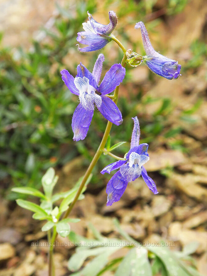 upland larkspur (Delphinium nuttallianum) [Gunsight-Humbug Ridge, Klamath National Forest, Siskiyou County, California]