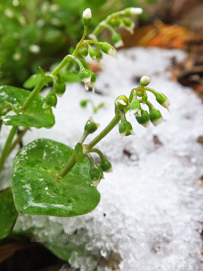 miner's-lettuce & snow (Claytonia parviflora (Montia parviflora)) [Gunsight-Humbug Ridge, Klamath National Forest, Siskiyou County, California]