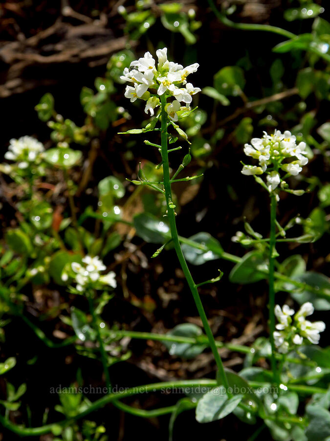 alpine penny-cress (Noccaea fendleri ssp. glauca (Thlaspi fendleri var. glaucum)) [Gunsight-Humbug Ridge, Klamath National Forest, Siskiyou County, California]