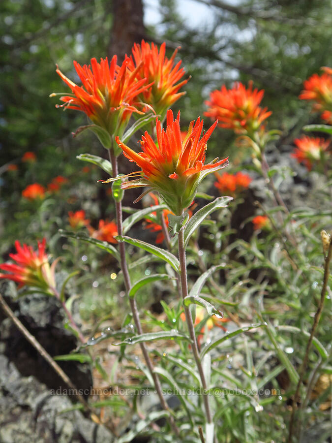 frosted paintbrush (Castilleja pruinosa) [Gunsight-Humbug Ridge, Klamath National Forest, Siskiyou County, California]