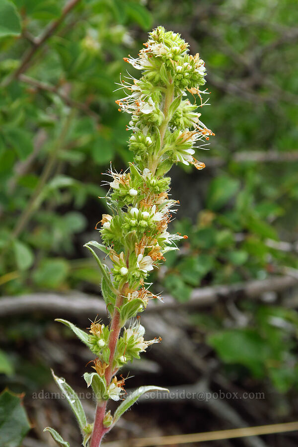 virgate phacelia (Phacelia heterophylla ssp. virgata) [Gunsight-Humbug Ridge, Klamath National Forest, Siskiyou County, California]