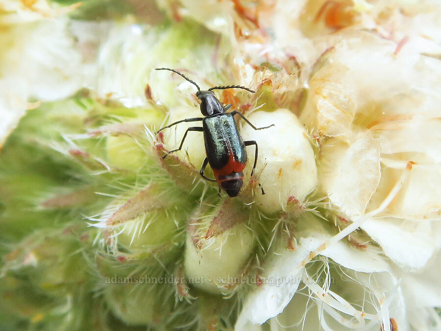 malachite beetle on serpentine phacelia (Malachius sp., Phacelia corymbosa) [Gunsight-Humbug Ridge, Klamath National Forest, Siskiyou County, California]