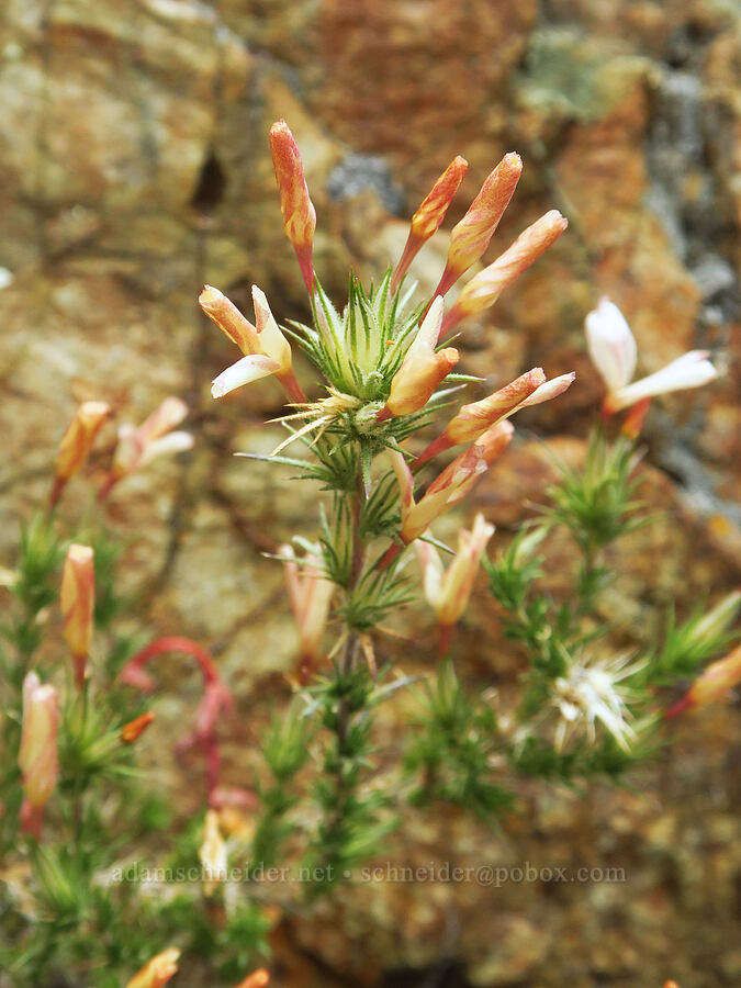 granite pricky-phlox (Linanthus pungens (Leptodactylon pungens)) [Gunsight-Humbug Ridge, Klamath National Forest, Siskiyou County, California]