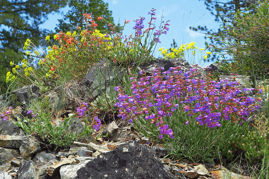 wildflowers [Gunsight-Humbug Ridge, Klamath National Forest, Siskiyou County, California]