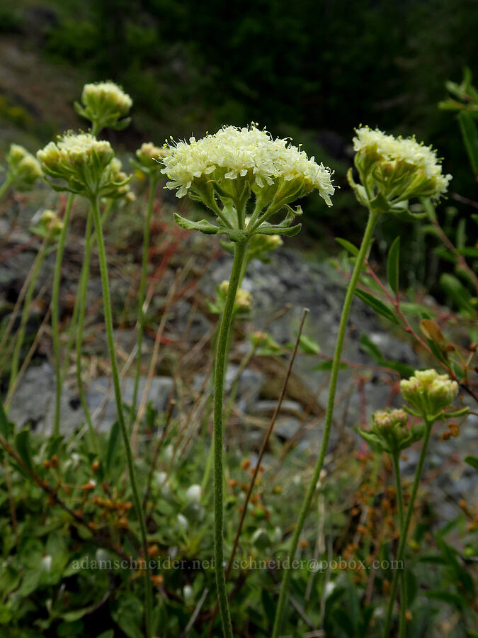 buckwheat (which?) (Eriogonum sp.) [Gunsight-Humbug Ridge, Klamath National Forest, Siskiyou County, California]