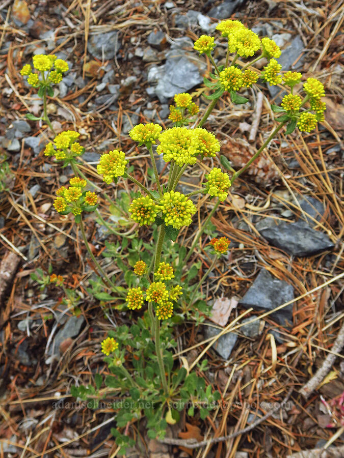 many-flowered buckwheat (Eriogonum umbellatum var. polyanthum) [Gunsight-Humbug Ridge, Klamath National Forest, Siskiyou County, California]