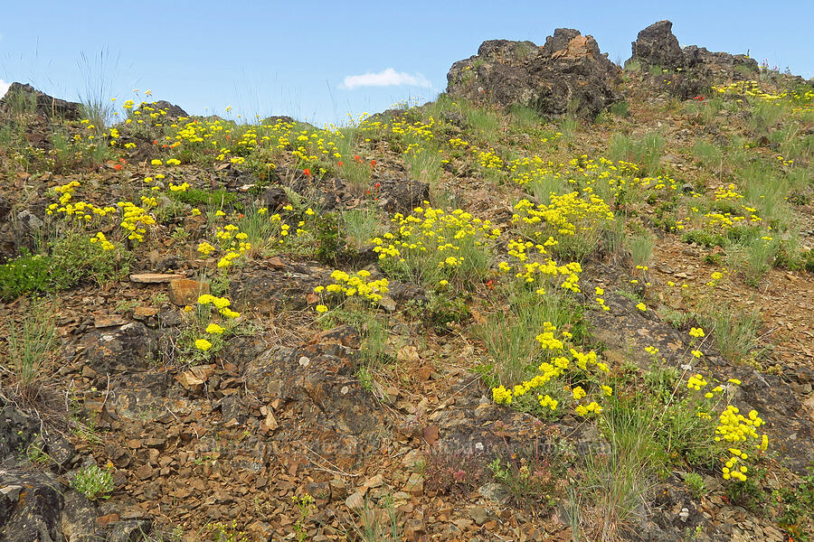 buckwheat (Eriogonum sp.) [Gunsight-Humbug Ridge, Klamath National Forest, Siskiyou County, California]