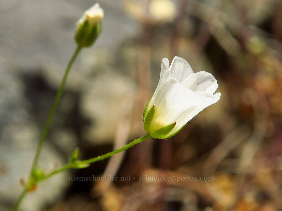 Douglas' stitchwort (Minuartia douglasii (Sabulina douglasii) (Arenaria douglasii)) [Gunsight-Humbug Ridge, Klamath National Forest, Siskiyou County, California]