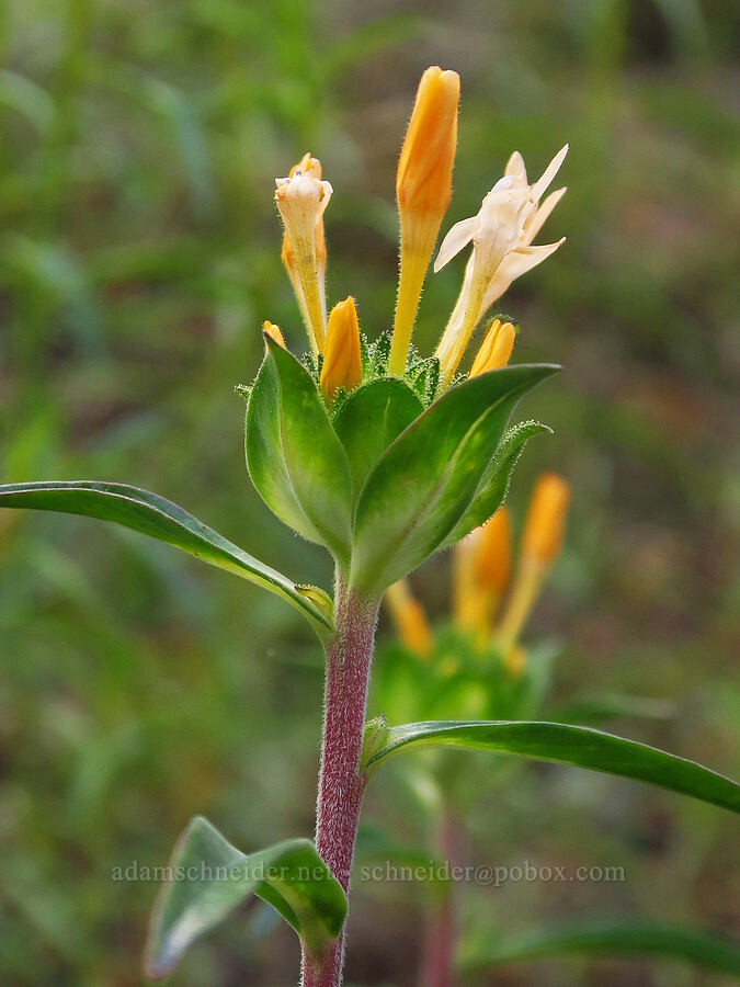 grand collomia (Collomia grandiflora) [Gunsight-Humbug Ridge, Klamath National Forest, Siskiyou County, California]