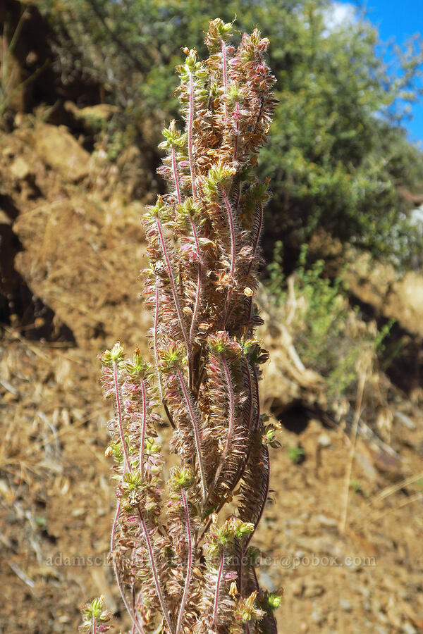 phacelia, going to seed (Phacelia sp.) [Humbug Creek Road, Klamath National Forest, Siskiyou County, California]