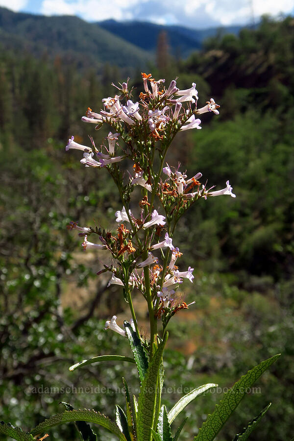 yerba santa (Eriodictyon californicum (Wigandia californica)) [Humbug Creek Road, Klamath National Forest, Siskiyou County, California]
